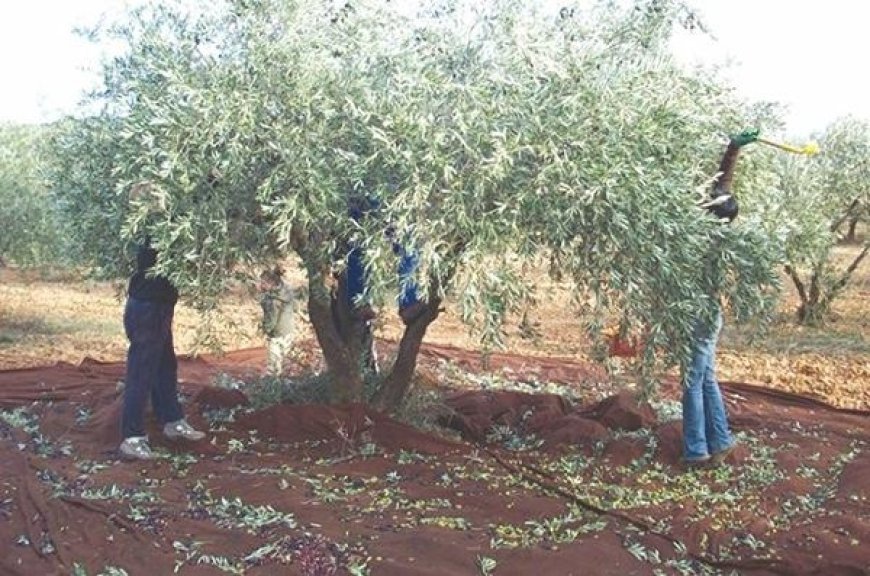 El-Bayadh: Programme pour la plantation  de 480 000 oliviers