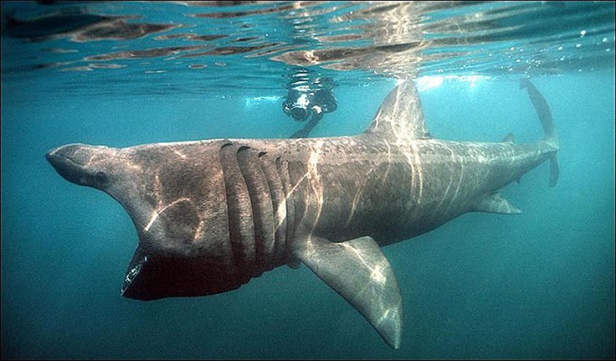 Le Requin Pèlerin de la Baie de Bou Ismaïl : Entre Appréhension et Biodiversité Marine