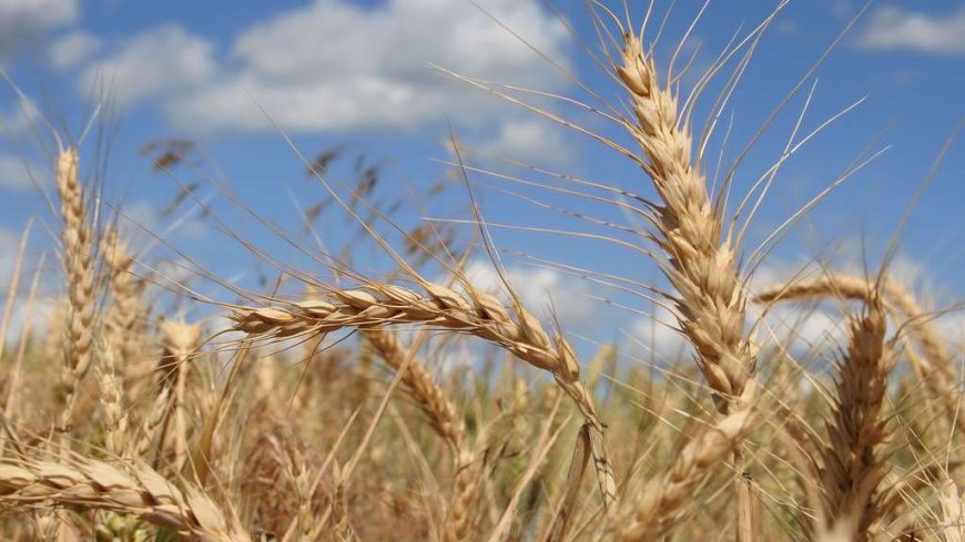 Blé Russe en Algérie : Une Infiltration Spectaculaire du Marché Maghrébin