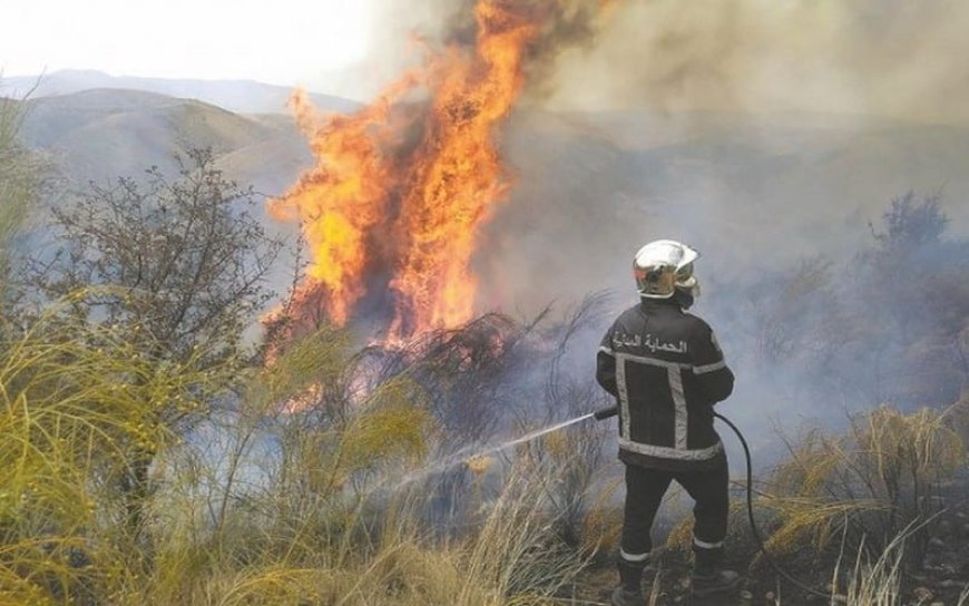 Alerte Rouge : Le Rapport Choc de la Banque mondiale sur les Feux de Forêts en Algérie