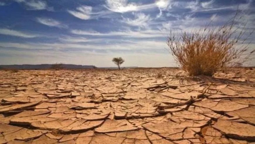 Algérie : Dans l’Étau de la Sécheresse, les Agriculteurs Face à un Dilemme Dévastateur