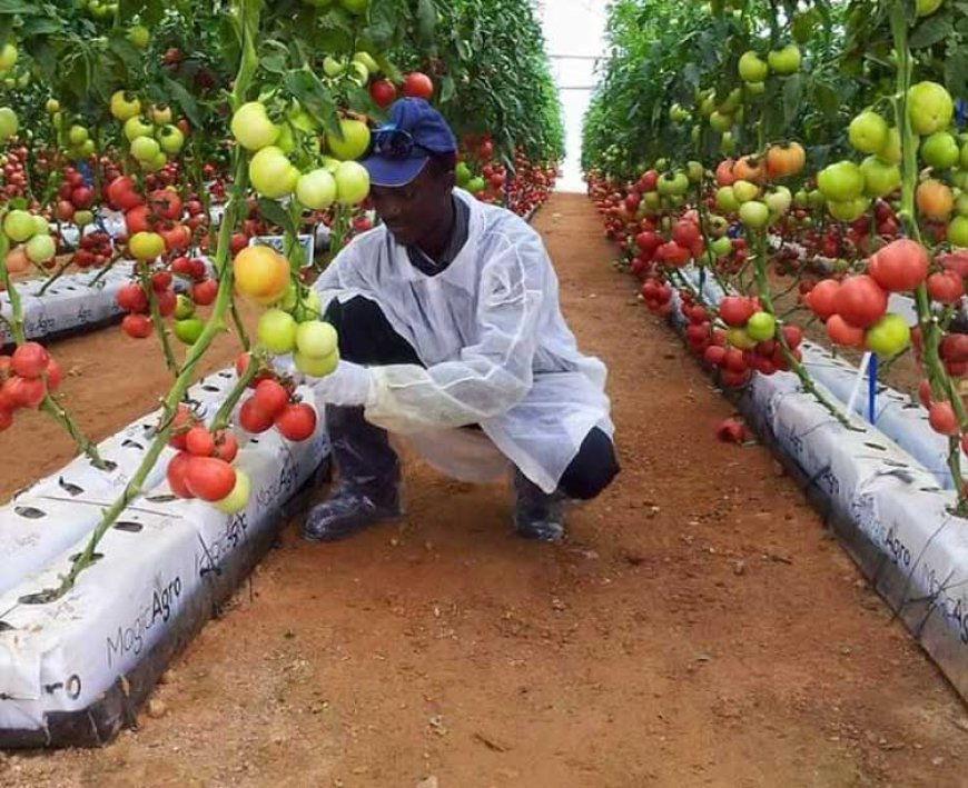 L’Algérie, Championne d’Afrique en Recettes Publiques : Un Aperçu Économique Révélateur