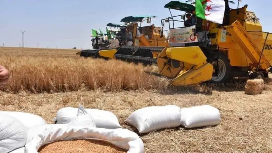 El-Meniaâ : une récolte de plus de 850.000 quintaux de céréales attendue cette saison