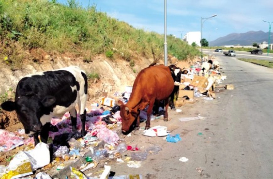 Insalubrité publique à Guelma : Quand les vaches paissent dans les décharges sauvages