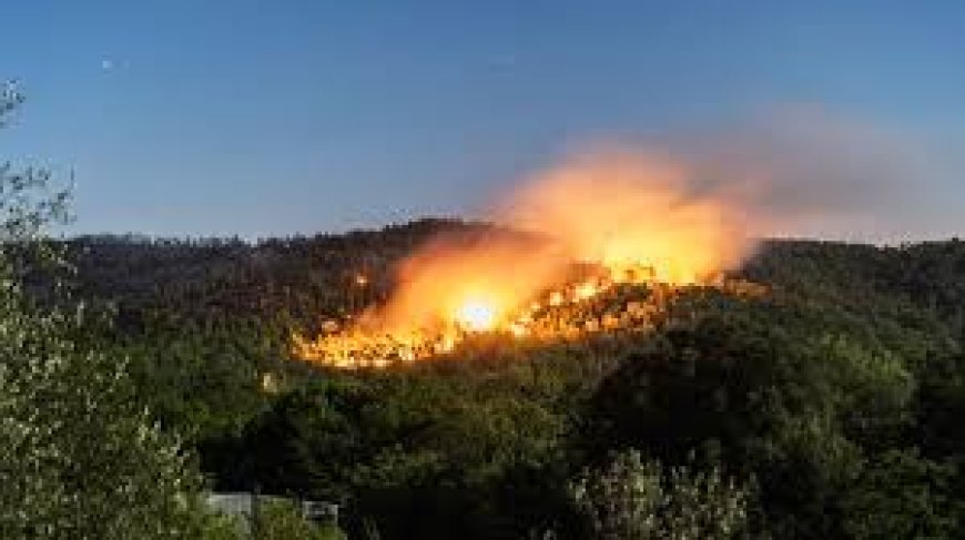 Feux de forêts : 147 hectares et plus de 9000 arbres détruits en un mois en Algérie