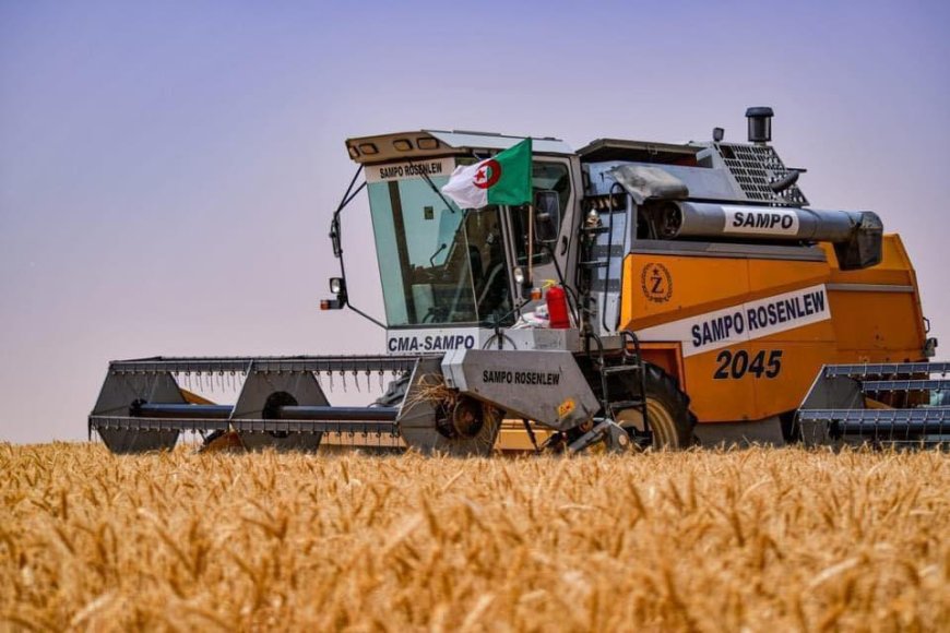 Céréales : Une production de 2 millions de quintaux attendue à Guelma