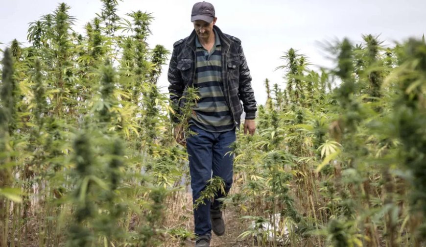 Le Maroc exporte sa première récolte légale de cannabis indien