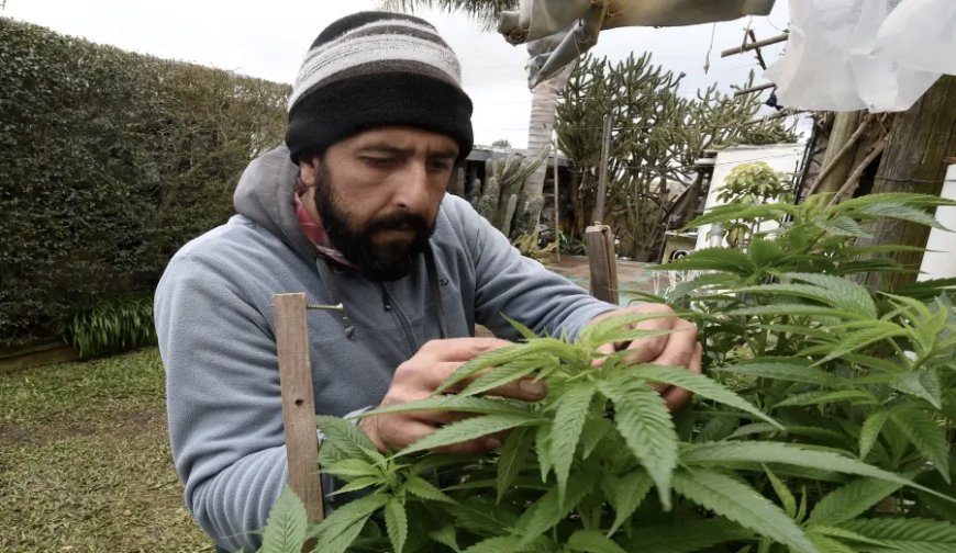 Le Maroc inaugure sa première usine de cannabis