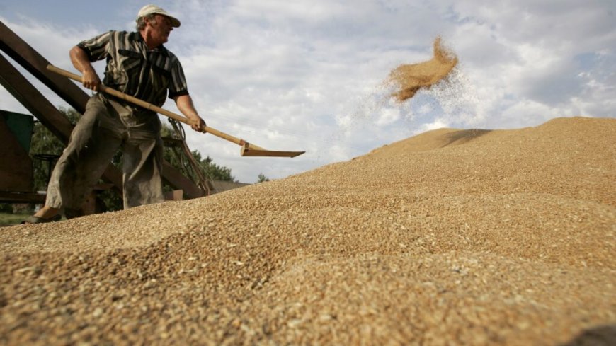 L’Algérie lance un appel d’offres pour l’achat de 50 000 tonnes de blé