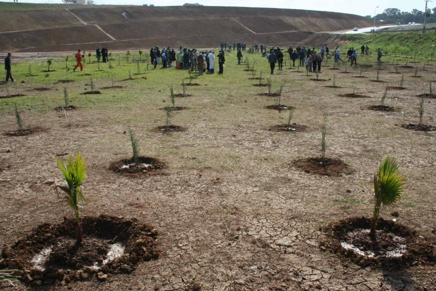 Boisement et reboisement: lancement d’une campagne de plantation de 60 millions d’arbres