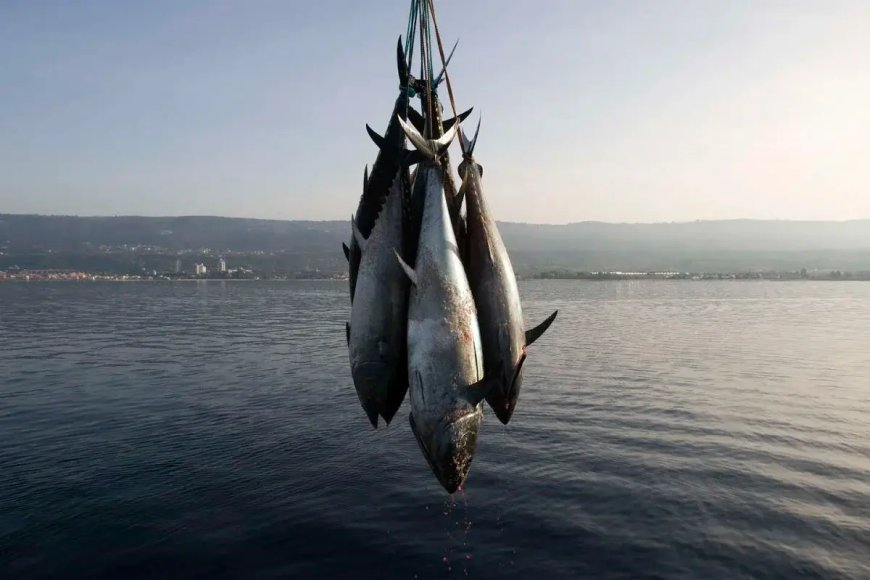 Thon rouge : lancement jeudi de la campagne de pêche