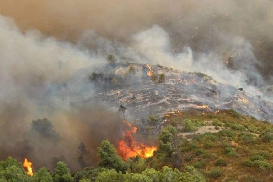 Est du pays : la route reliant El Tarf à El Kala fermée à cause d’un incendie