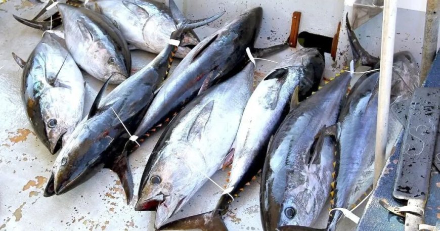 Campagne de pêche au thon rouge lancée : l’Algérie double son quota pour cette saison