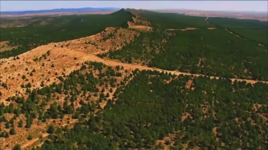 Algérie: Des instructions pour réhabiliter le Barrage Vert et organiser la plus grande opération de reboisement