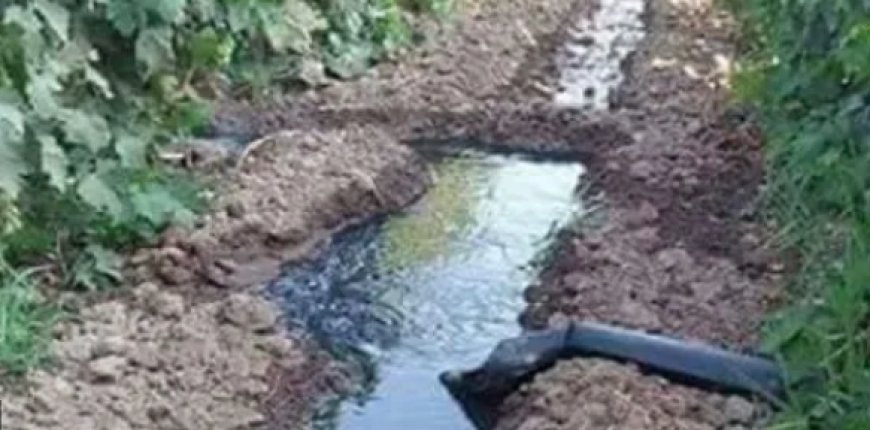 18 hectares de coriandre irrigués avec des eaux usées : Un agriculteur arrêté et la récolte détruite à Ain Abessa