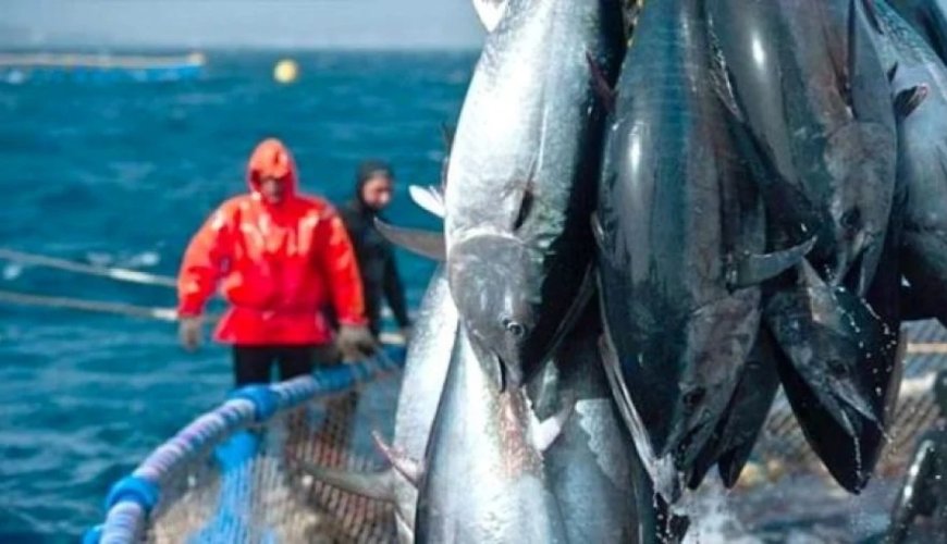 Lancement demain de la campagne de pêche au thon rouge