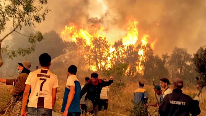 Feu de forêt: Le feu dévore de vastes zones dans l’est d’Algérie