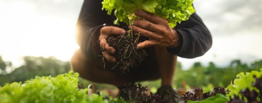 Agriculture : nouveau plan pour renforcer les cultures stratégiques