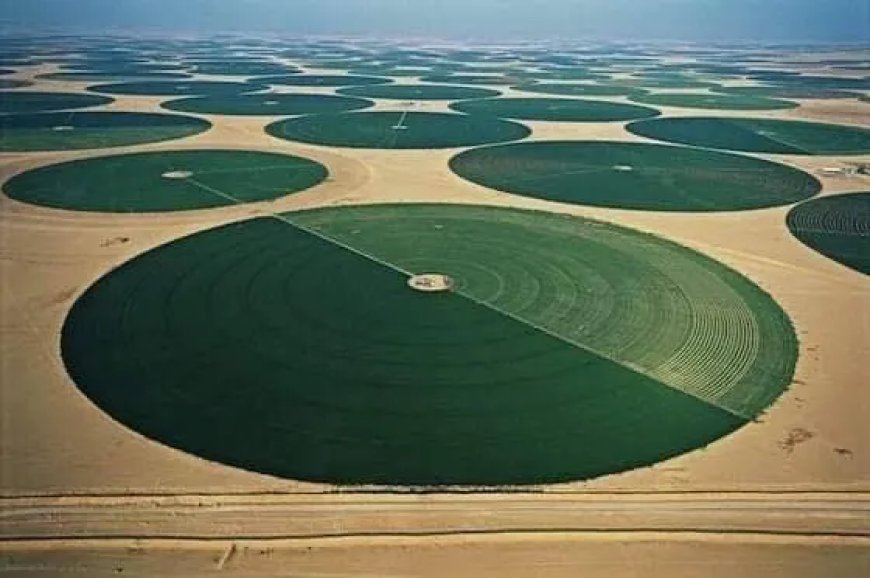 Rapport international: Le désert algérien est un véritable centre agricole mondial