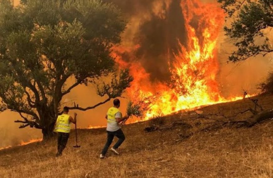 Constantine : Mesures proactives de lutte contre les incendies de forêt