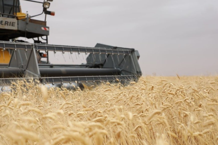 Céréales : Une production prévisionnelle de 1,7 millions de quintaux à Oum El-Bouaghi