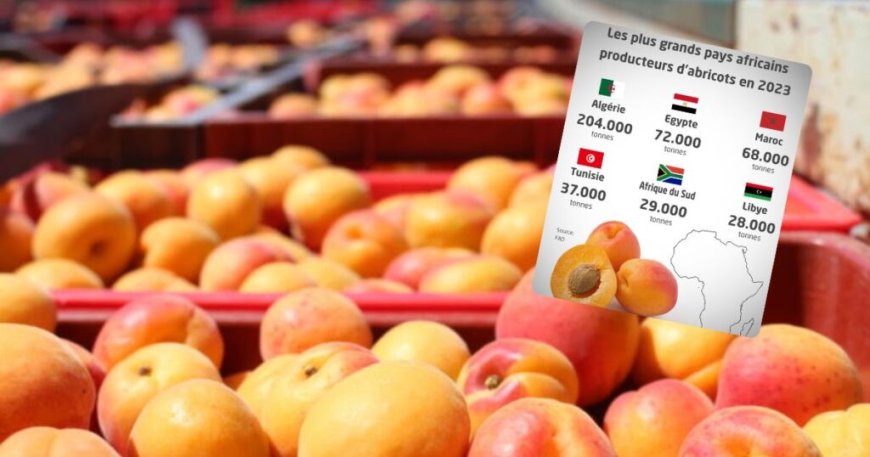 L’Algérie 1er producteur d’abricots en Afrique : les prix vont-ils enfin s’effondrer ?