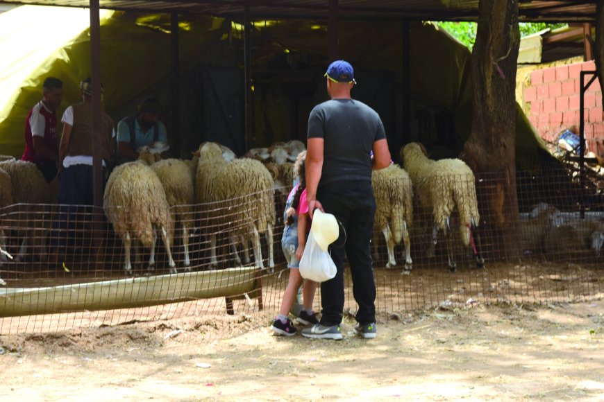 A deux semaines de l’Aïd El Adha: Les walis instruits de déterminer les points de vente des moutons