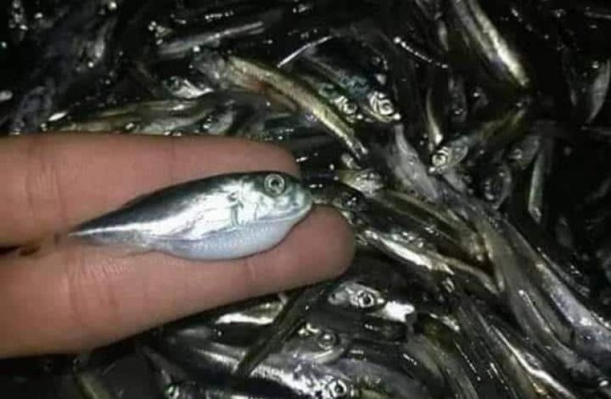 L’APOCE met en garde / du poisson-lapin réputé pour sa toxicité présent parmi les sardines vendues sur les marchés