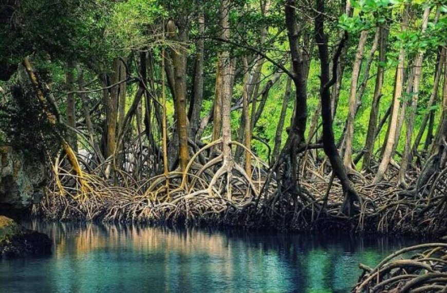 Zones tropicales et subtropicales : La moitié des écosystèmes de mangrove risque de s’effondrer