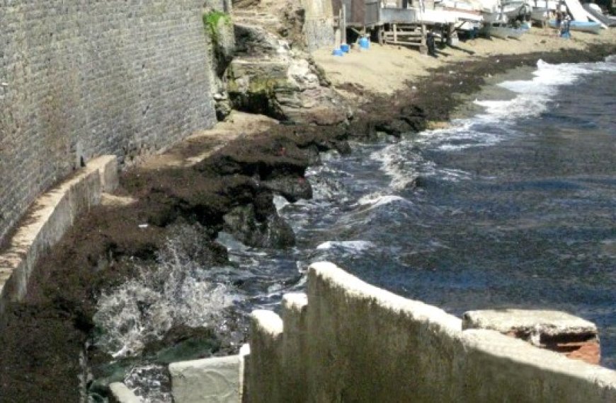 Potentiellement nocives : Des tonnes d’algues brunes envahissent la côte turquoise