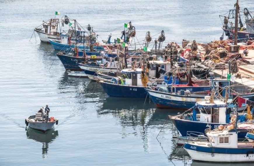 Secteur de la pêche à Tipasa : M. Badani se réunit avec le président de la Chambre de la pêche