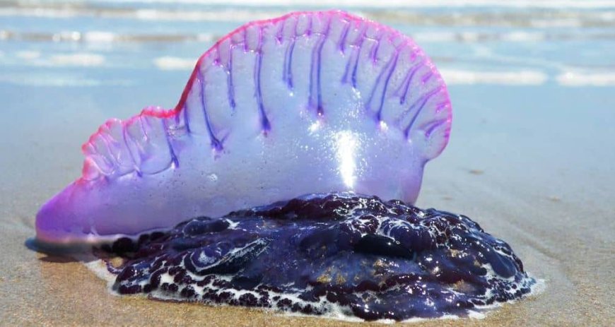 Apparition de galères portugaises, potentiellement mortelles, sur les plages de Tipaza et Boumerdès