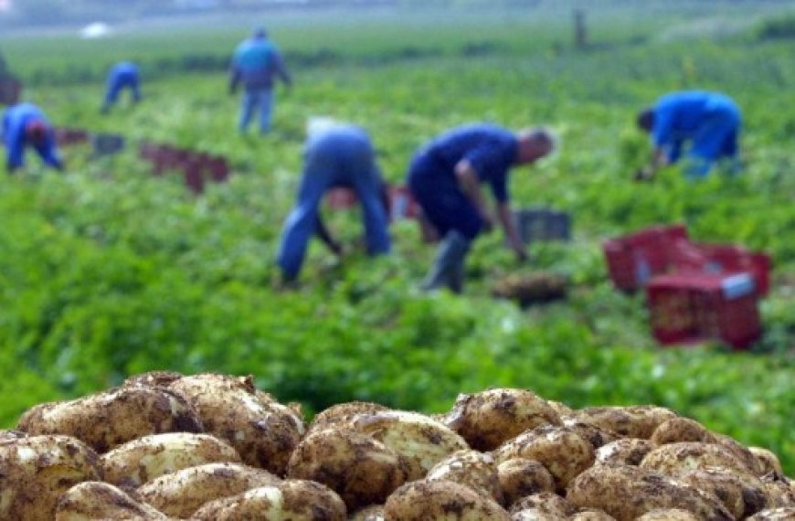 Métiers de l’agriculture à Ain Defla : Plus de 1 500 apprentis formés