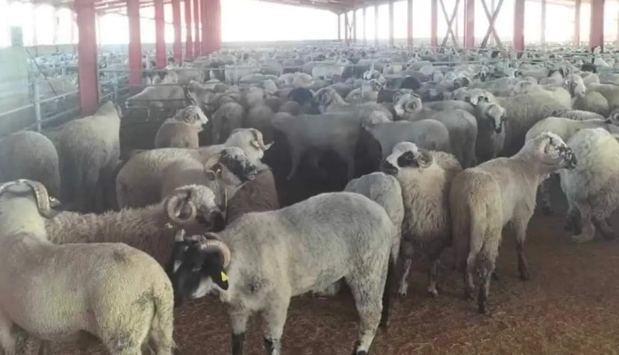 Importation des moutons de la Roumanie pour l’Aïd El-Adha: le ministre de l’Agriculture s’exprime