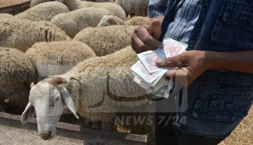 Le Groupe ALVIAR annonce le début de la commercialisation de moutons pour l’Aid