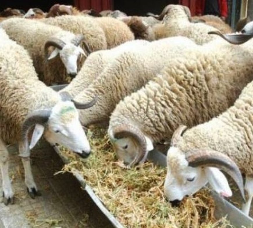 Alviar lance samedi la vente de moutons