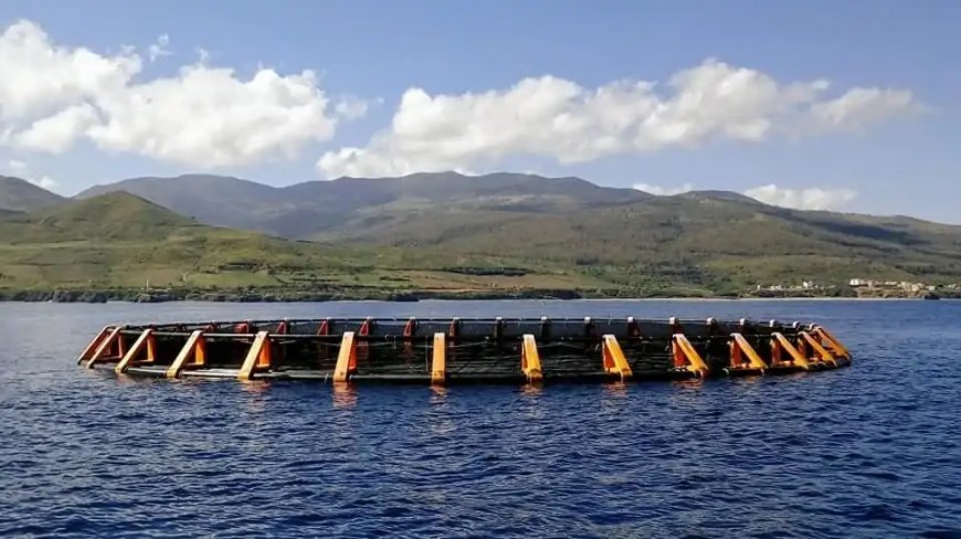 Aquaculture marine : l’Algérie affiche un potentiel de production de 120.000 tonnes