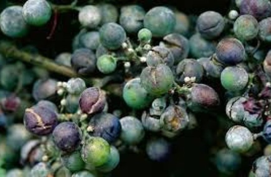 Alerte agricole au mildiou et à l'oïdium de la vigne à Chlef