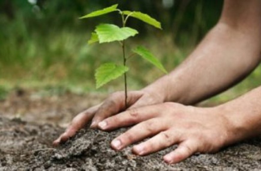 Préservation de l'environnement à Mascara : Plantation de 50 000 arbustes aux alentours des barrages