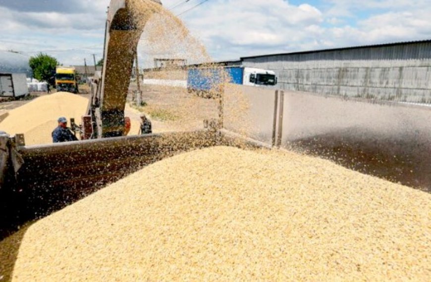 Marché international des céréales : L’Algérie passe commande de 800 000 tonnes métriques