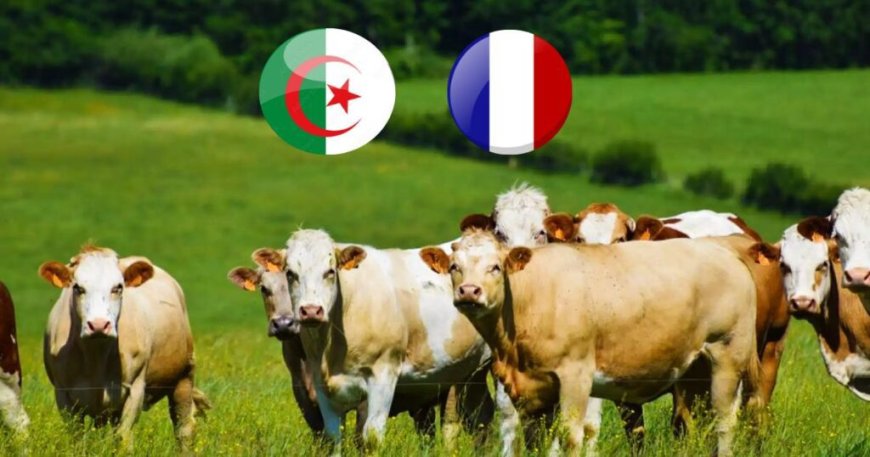 Embargo sur les vaches françaises : l’Algérie reste ferme malgré les efforts de la France