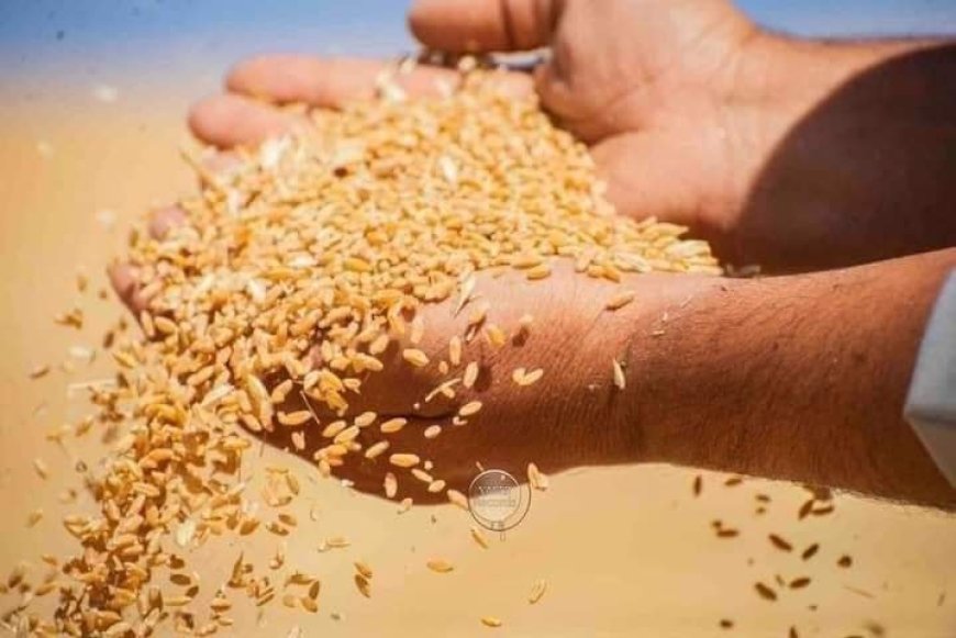 L’Algérie passe commande pour plus 800.000 tonnes de blé tendre