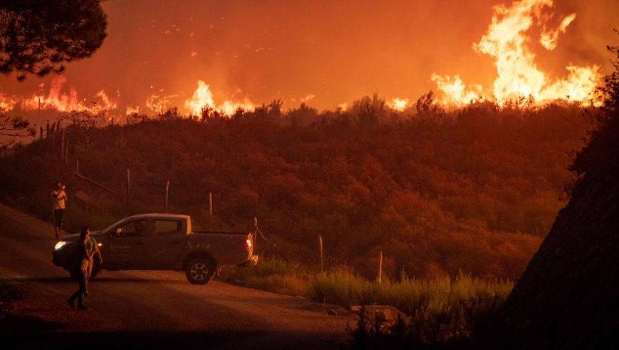 Feux de Forêt en Algérie : Des Lois Draconiennes pour Protéger le Patrimoine Forestier