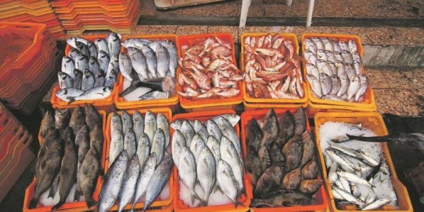 L’Algérie face à la Disparition du Poisson : Quand le Bien-Être Devient un Luxe