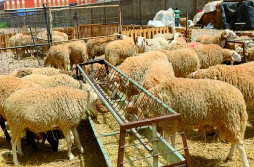 A sept jours de l’Aïd El Adha : Les prix des moutons inabordables