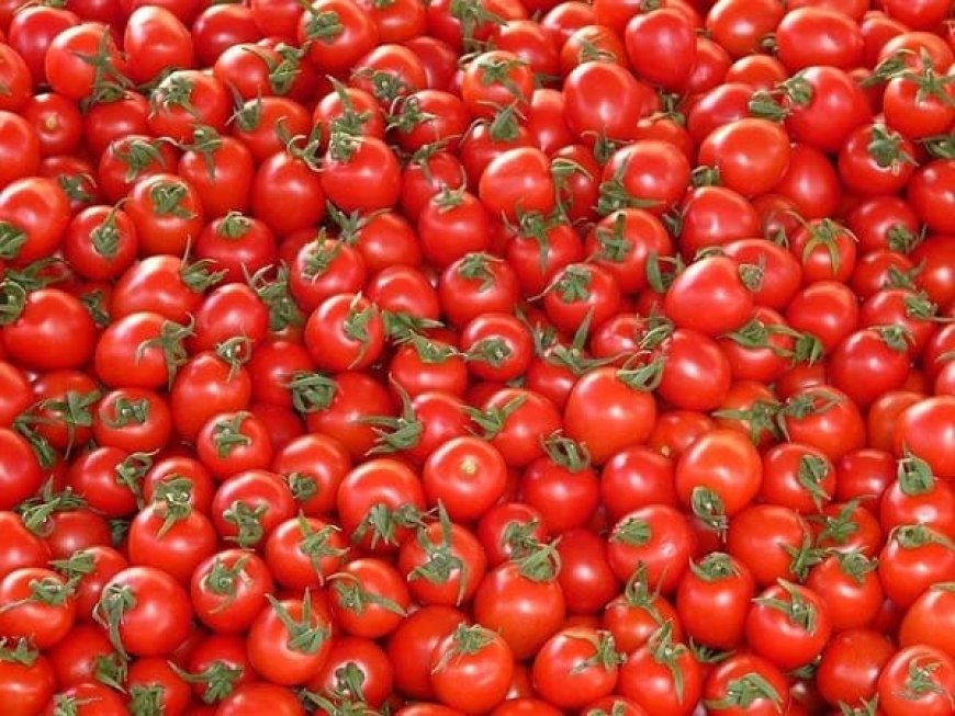 Tomates industrielles : une récolte record attendue à Guelma