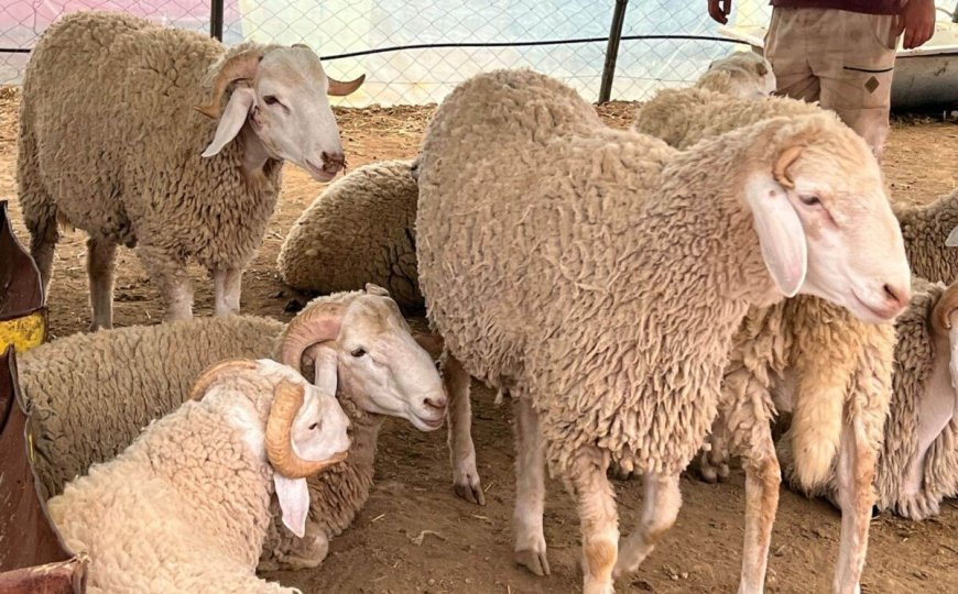 L’Aïd El-Adha à Béjaïa: Le prix du mouton flambe