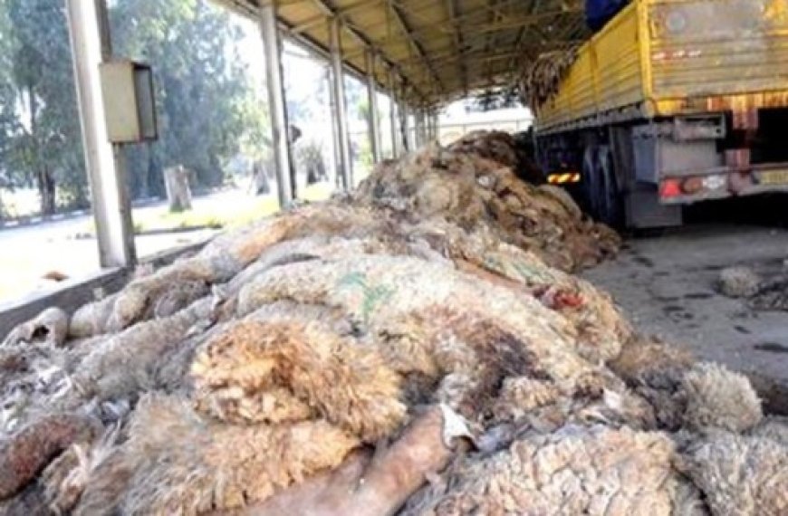 Aid El Adha : Campagnes de sensibilisation pour la collecte des peaux de moutons