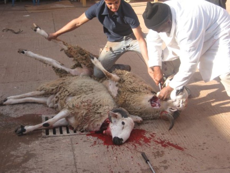 Mouton de l’Aïd à Béjaïa : L’obstacle du prix    