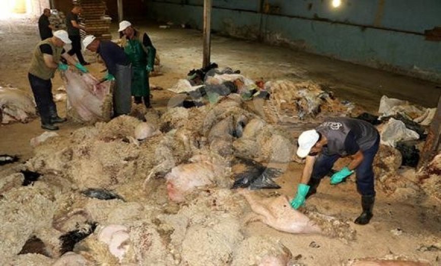 Batna : plus de 15.000 peaux de moutons collectées le premier jour de l’Aïd El-Adha